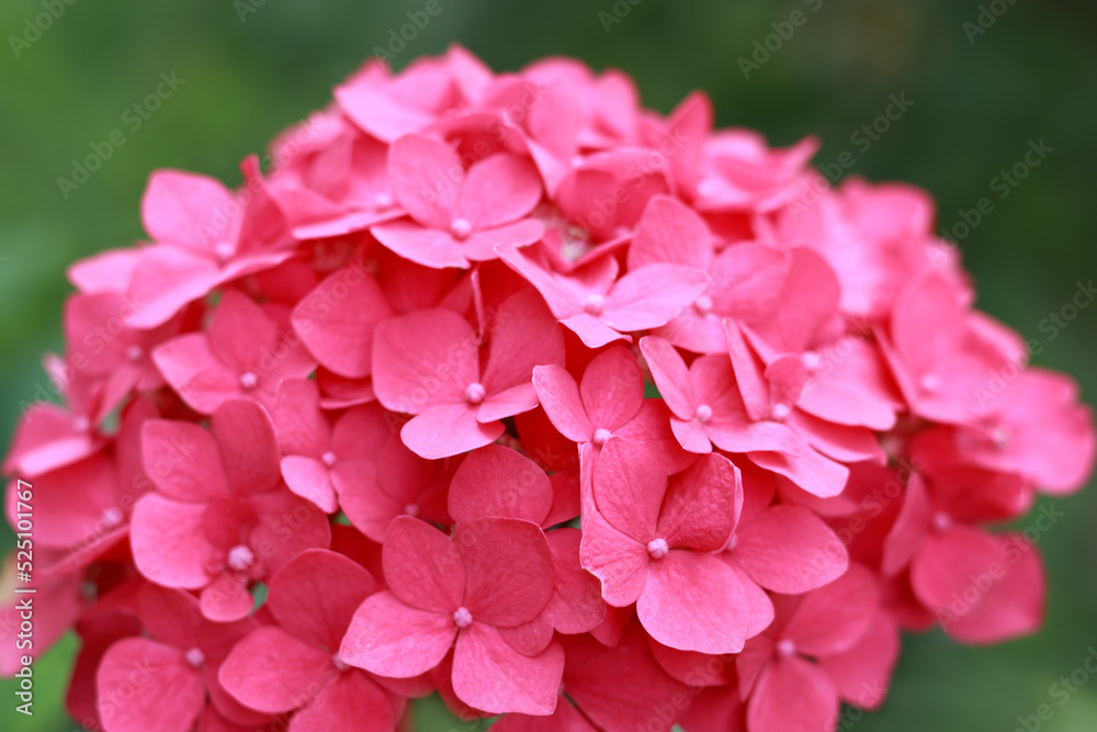 Blooming Hydrangea close-up in the summer. Lush flowering pink Hortensia and green leaves . Flowering hortensia plant. Blossoming pink flowers in summer garden. Hydrangea Macrophylla 