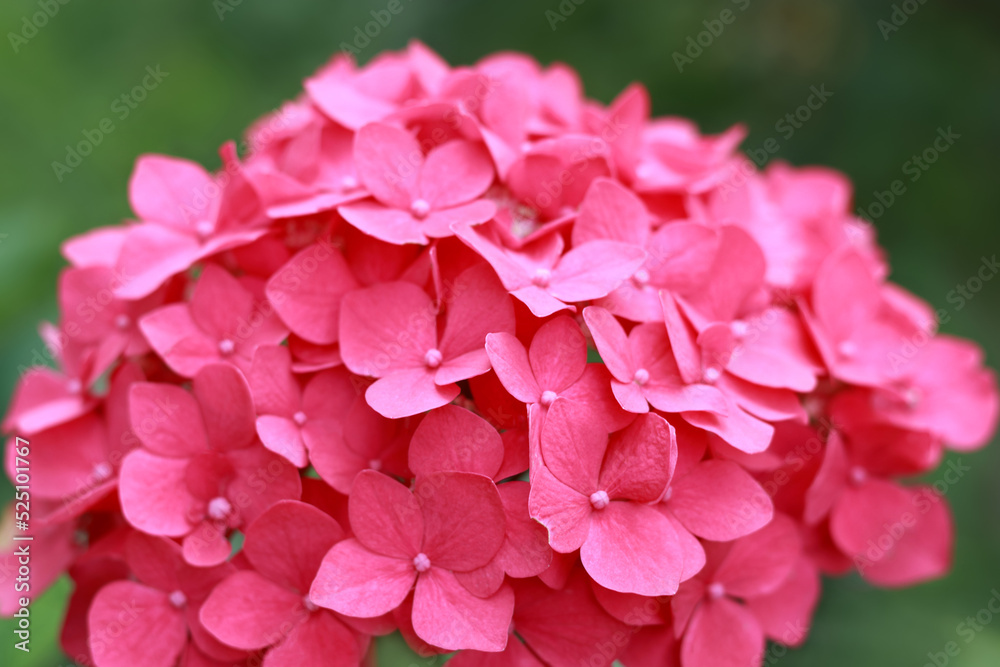 Blooming Hydrangea close-up in the summer. Lush flowering pink Hortensia and green leaves . Flowering hortensia plant. Blossoming pink flowers in summer garden. Hydrangea Macrophylla Blooming Hydrangea close-up in the summer. Lush flowering pink Hortensia and green leaves . Flowering hortensia plant. Blossoming pink flowers in summer garden. Hydrangea Macrophylla