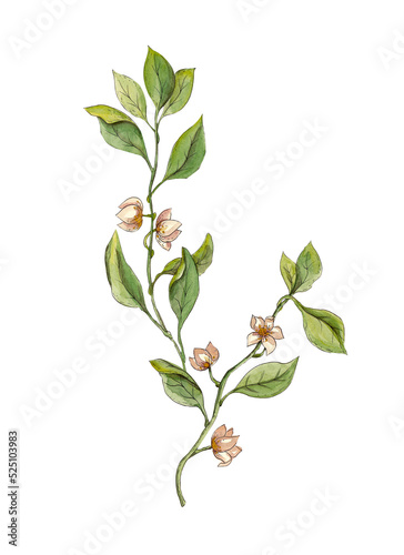 Watercolor illustration of flowering lemon tree twigs. Separate illustrations. Ideal for menus  business cards and posters for cafes and food courts