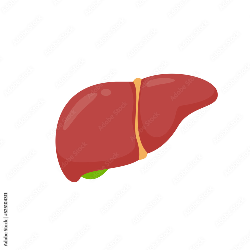 Liver icon. The liver is the human internal organ that helps filter