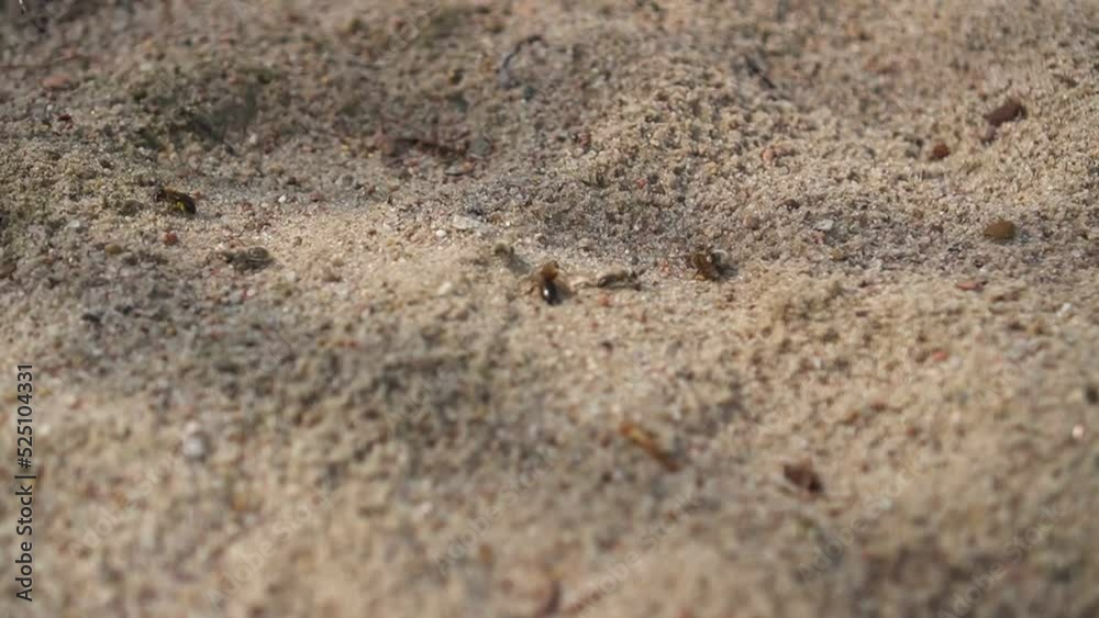 Colony of sand wasps attack ground bees near nest Colony of sand wasps attack ground bees near nest