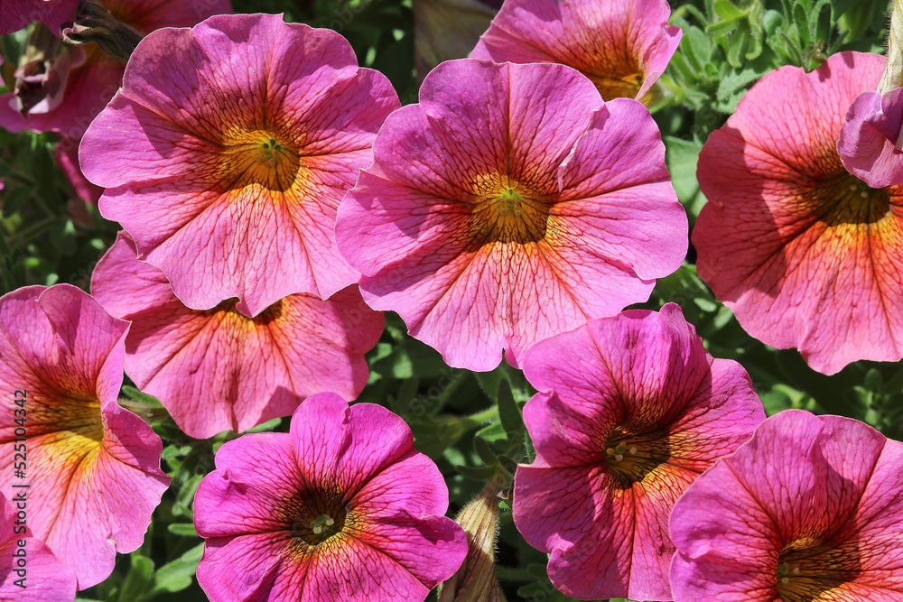 pink flowers in the garden pink flowers in the garden