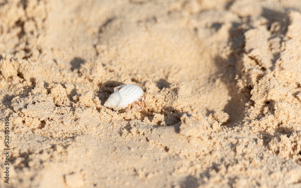 Little crab in a white shell on the sand. Animals on the beach in Egypt. Egyptian fauna.