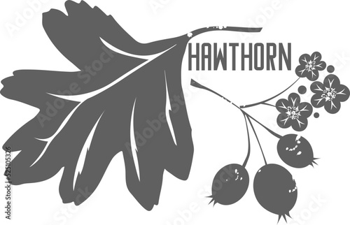 Hawthorn berry and flowers vector silhouette. Hawthorn grey outline silhouette. Illustration design of nature medicine concept. photo
