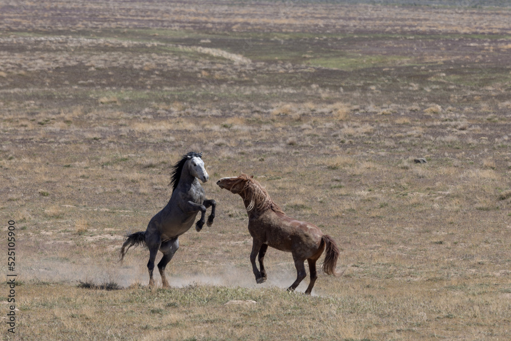 Wild Horse Stallions Fighting in the Utah Desert Wild Horse Stallions Fighting in the Utah Desert