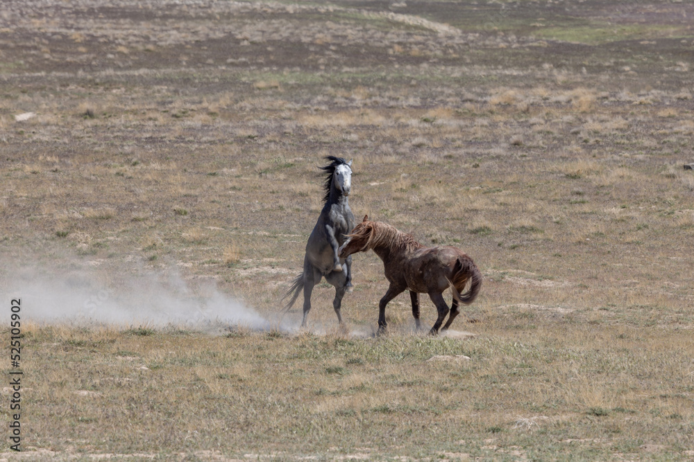 Wild Horse Stallions Fighting in the Utah Desert