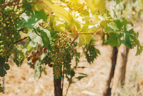 Vineyards, vine lit by the sun. Summertime