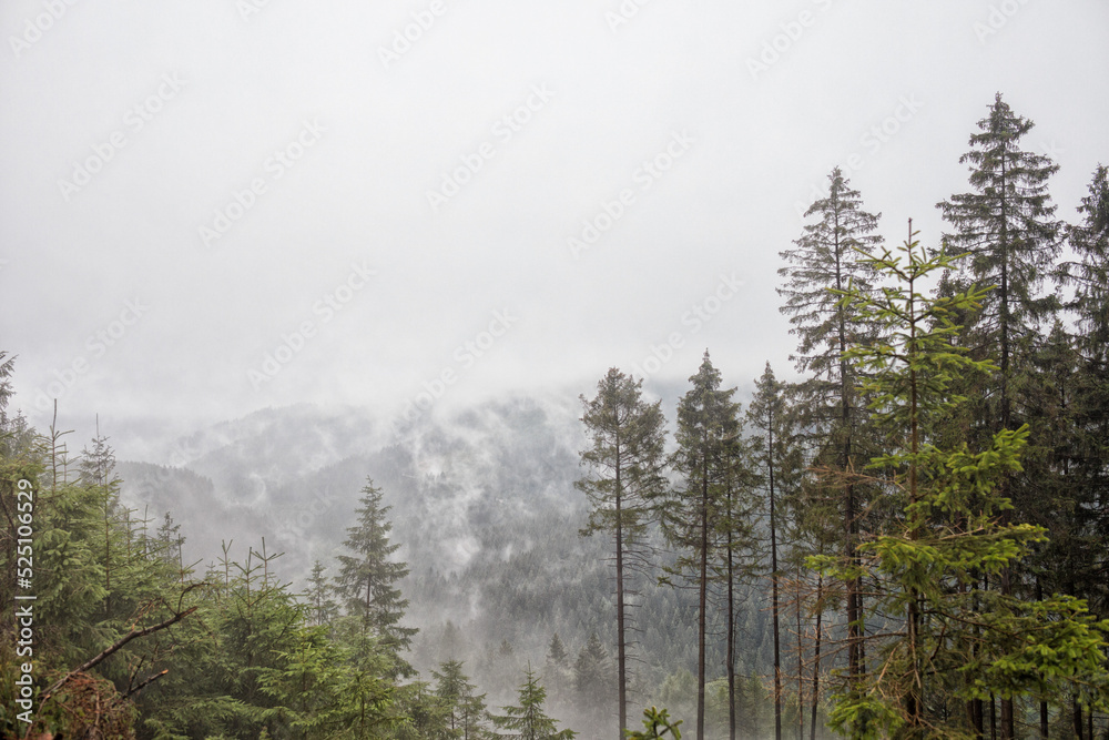 Wald im Harz, Berge und Wolken