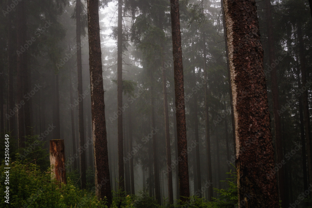 Fototapeta premium Dark Forest