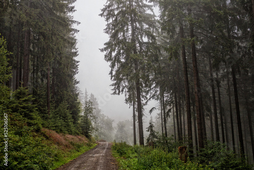 Wandern im Harz, Waldweg und Holzstapel