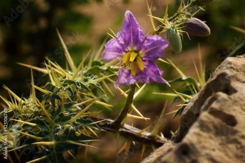 Closeup of Solanum virginianum. Yellow fruit nightshade. Yellow barried nightshade. Thai green eggplant. Thai striped eggplant. Medicinal plant. Purple flower. 