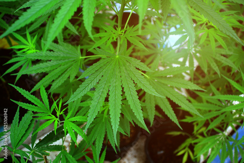 picture of Cannabis leaves are commercially glowing orange. commercially grown cannabis herbal alternative medicine concept