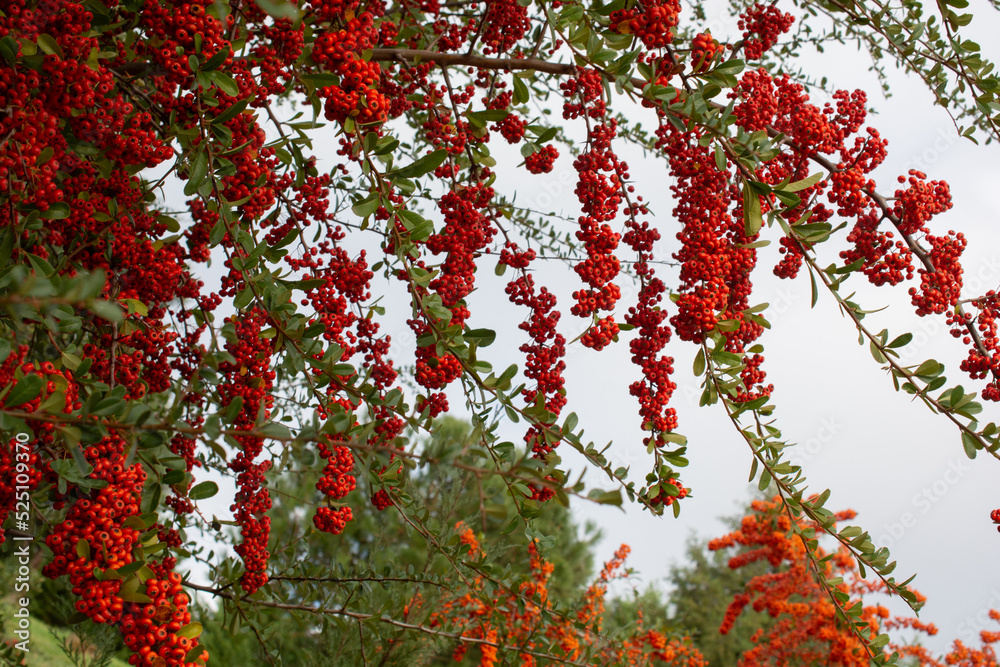 Red rowan berries on the rowan tree branches, ripe rowan berries