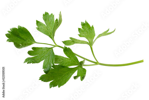 Murais de parede parsley fresh herb isolated on alpha background