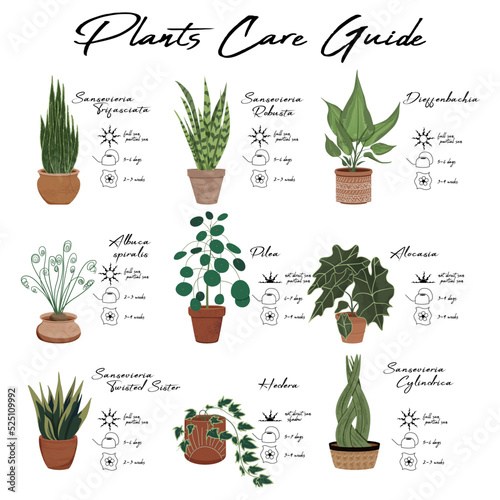 House plants care guide. Vector stylish illustration of house plants in pots with guides of watering, light and fertilise. Sansevieria, dieffenbachia, alocasia, pilea, albuca, hedera.