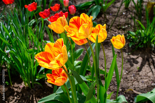 Close up of many delicate vivid yellow and red tulips in full bloom in a sunny spring garden, beautiful outdoor floral background photographed with soft focus.