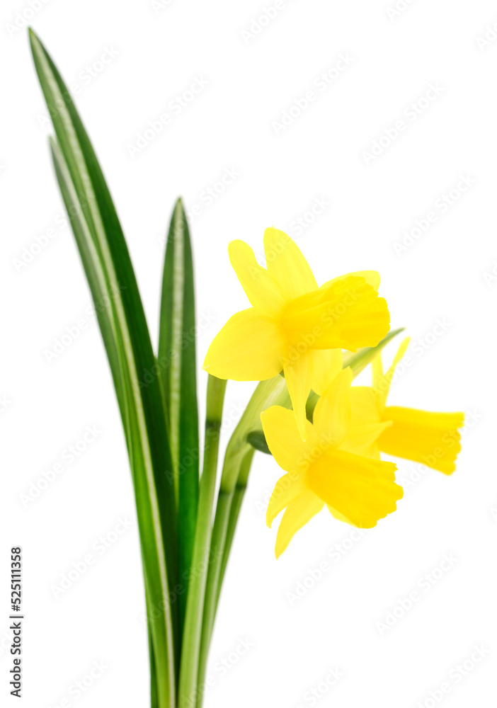 Three yellow flowers. Three yellow flowers.