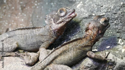 Brown basilisk (Basiliscus vittatus) lizards resting, close-up photo