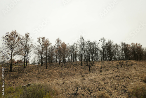 Burned pines after an accidental fire in the mountains in Navarra  Spain