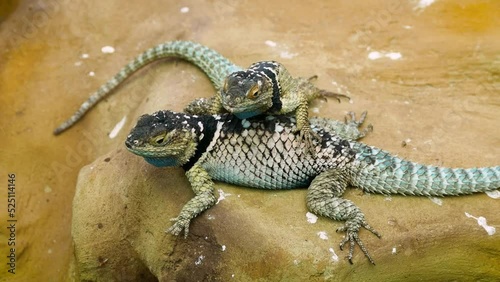 A pair of male bluechinned roughscaled lizards (Sceloporus cyanogenys) displaying to each other photo