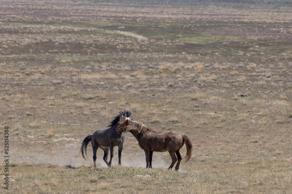 Fototapeta premium Wild Horse Stallions Fighting in the Utah Desert