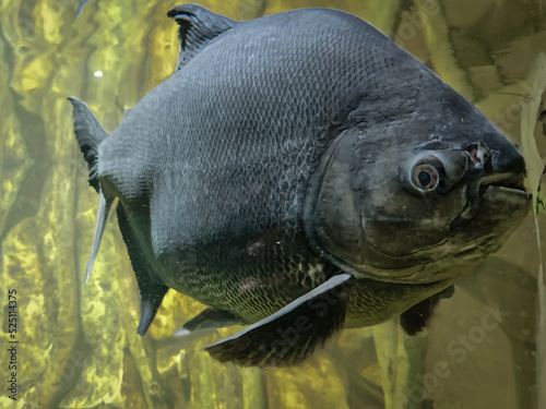Tambaqui (Colossoma macropomum) or giant pacu in a pond