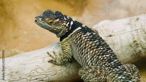 Bluechinned roughscaled lizard (Sceloporus cyanogenys) on a dry log, close-up photo