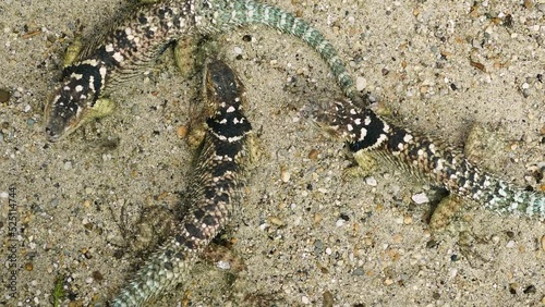 Male bluechinned roughscaled lizards (Sceloporus cyanogenys) displaying to each other, top view photo