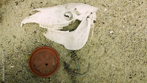 Bluechinned roughscaled lizards (Sceloporus cyanogenys) in an open terrarium with a horse skull photo