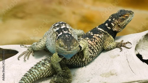 Bluechinned roughscaled lizard (Sceloporus cyanogenys) resting on a horse skull, close-up photo