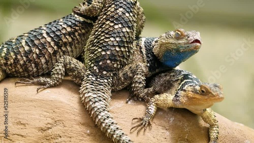 A group of bluechinned roughscaled lizard (Sceloporus cyanogenys) warming up on a rock photo