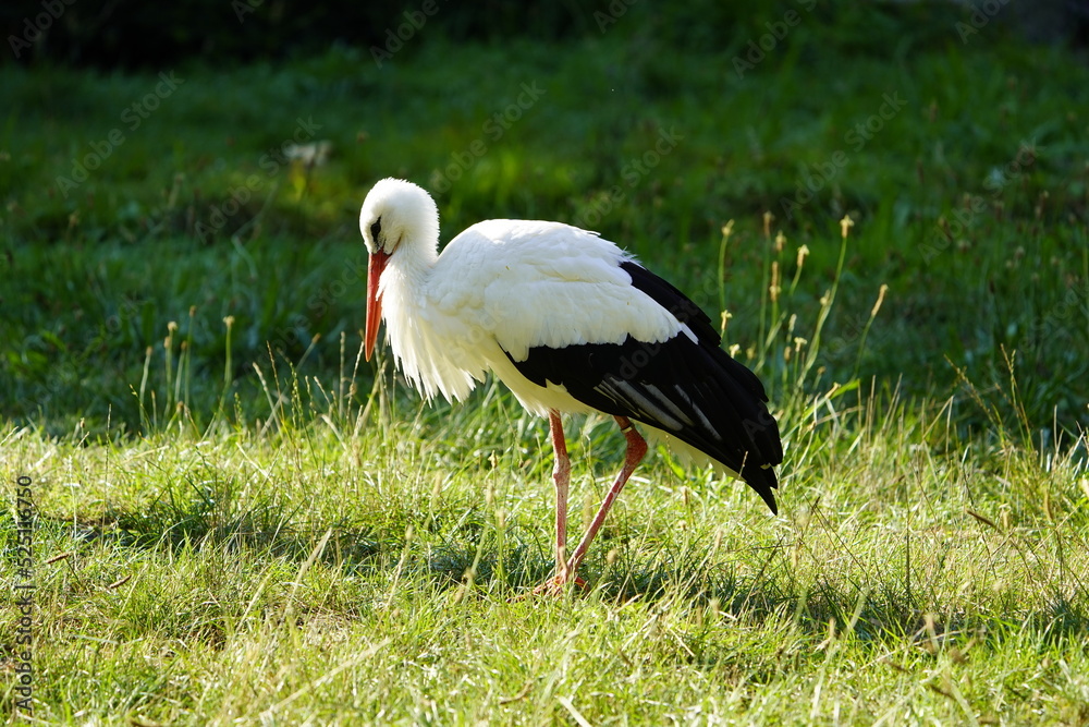 Fototapeta premium The White Stork (Ciconia ciconia) is a large wading bird in the stork family Ciconiidae. Germany