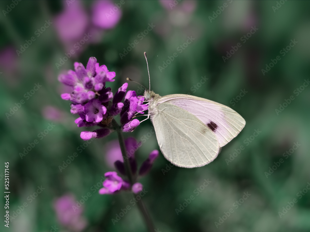 Ein Schmetterling sammelt Nektar von den Lavendelblüten Ein Schmetterling sammelt Nektar von den Lavendelblüten