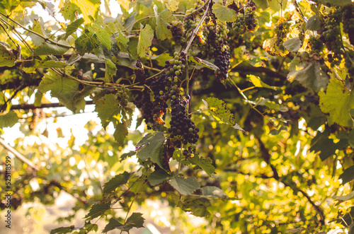 Vineyards at sunshine during autumn harvest. Ripe grapes in fall in Transylvania.