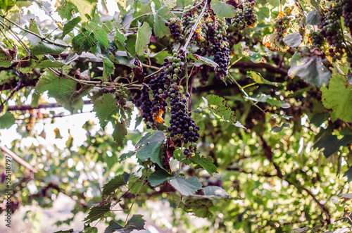 Vineyards at sunshine during autumn harvest. Ripe grapes in fall in Transylvania.