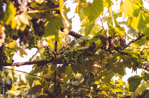 Vineyards at sunshine during autumn harvest. Ripe grapes in fall in Transylvania.