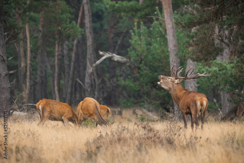 Group of red deer, cervus elaphus, grazing on dry meadow in autumn. Stag roaring on field with bunch of hinds in background. Brown mammal bellowing on pasture. © WildMedia