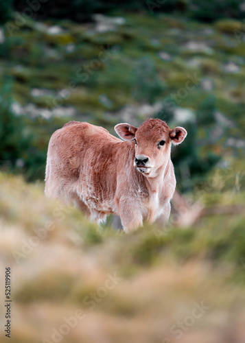Little calf grazing in the mountains on a summer day photo