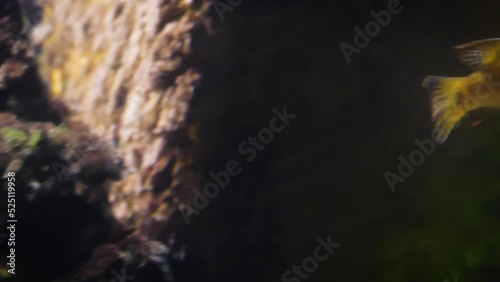 Redhump eartheater (Geophagus steindachneri) swimming photo