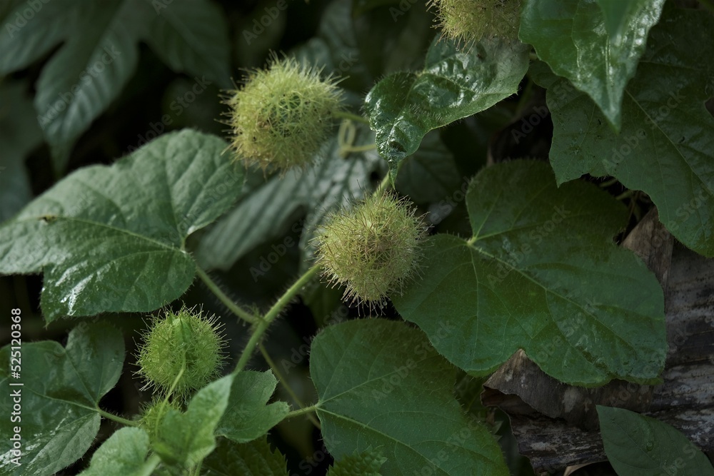 Closeup fresh raw hairy fruits of Fetid passionflower, Scarletfruit passionflower, Stinking passion flower (Passiflora Foetida) Closeup fresh raw hairy fruits of Fetid passionflower, Scarletfruit passionflower, Stinking passion flower (Passiflora Foetida)