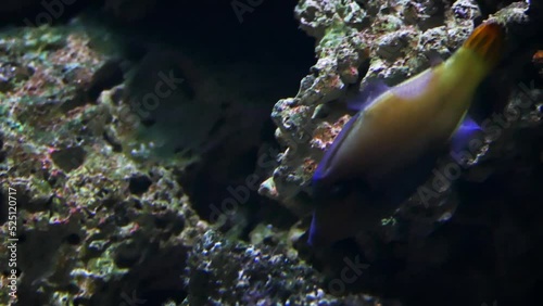 Blackbar filefish (Pervagor janthinosoma), a type of triggerfish photo