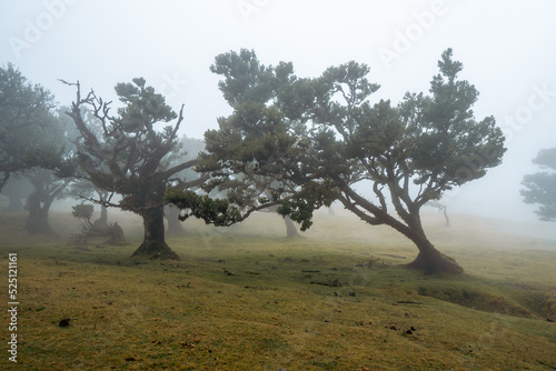 Tree in the fog, Fanal, Madeira