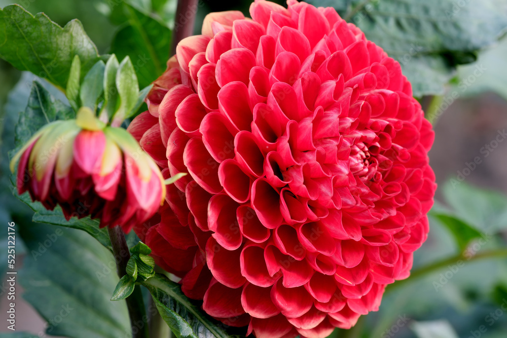Blooming red Gergina flower Blooming red Gergina flower