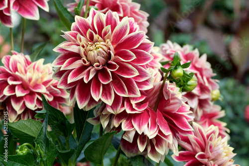 Blooming red Gergina flower