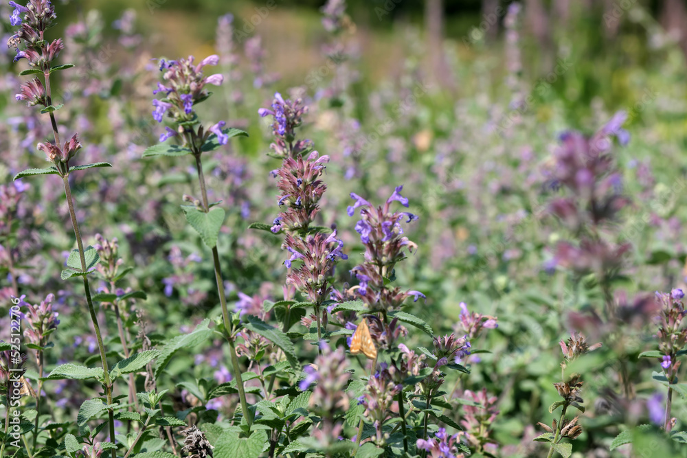 Varietal cultivated sage