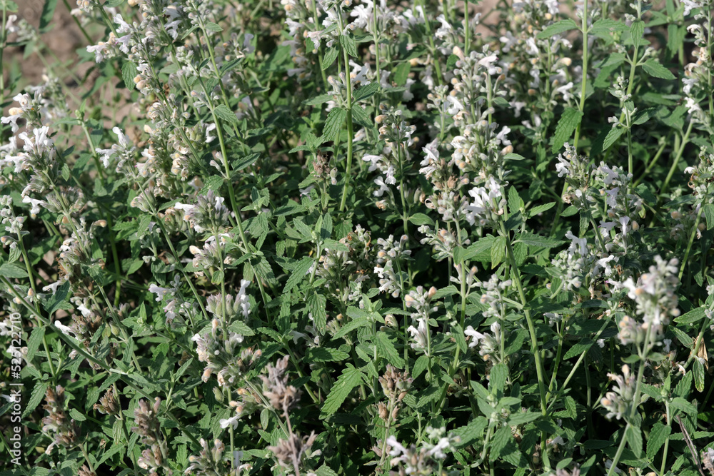 Varietal cultivated sage