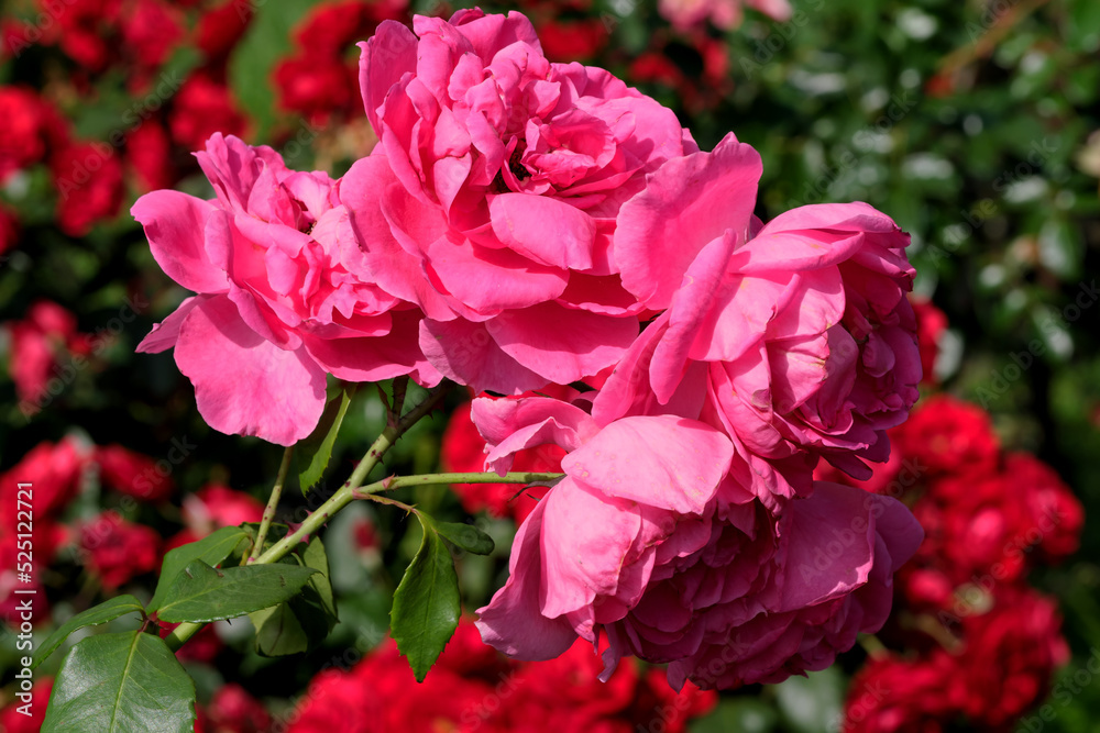 Garden red rose close-up