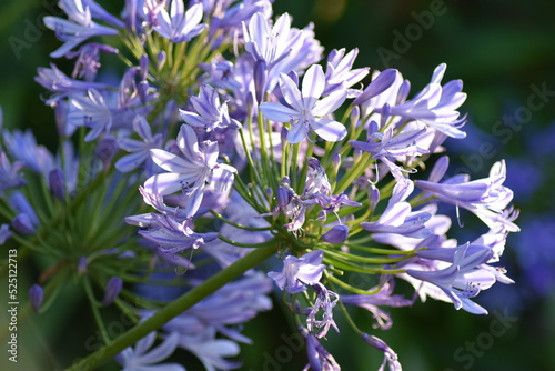 Blumen - Pflanzen - Natur - Gr  n - Garten 