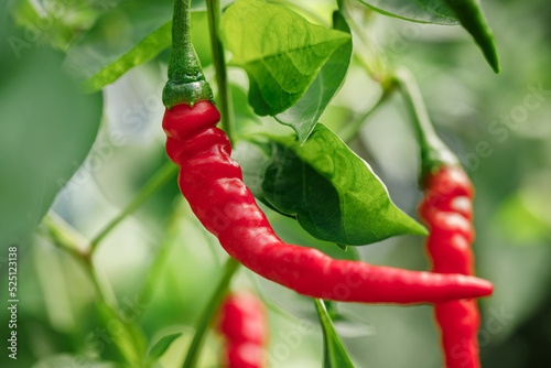 Bild auf Leinwand Organically homegrown 'Ring of Fire' cayenne peppers ripened to red on the vine