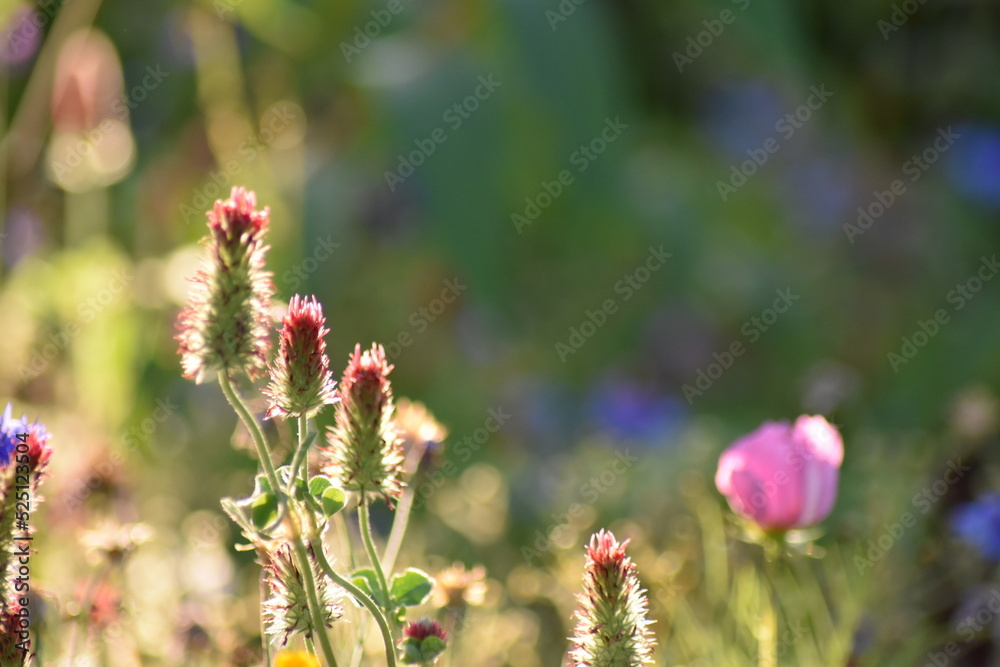 Blumen - Pflanzen - Natur - Grün - Rosen Blumen - Pflanzen - Natur - Grün - Rosen